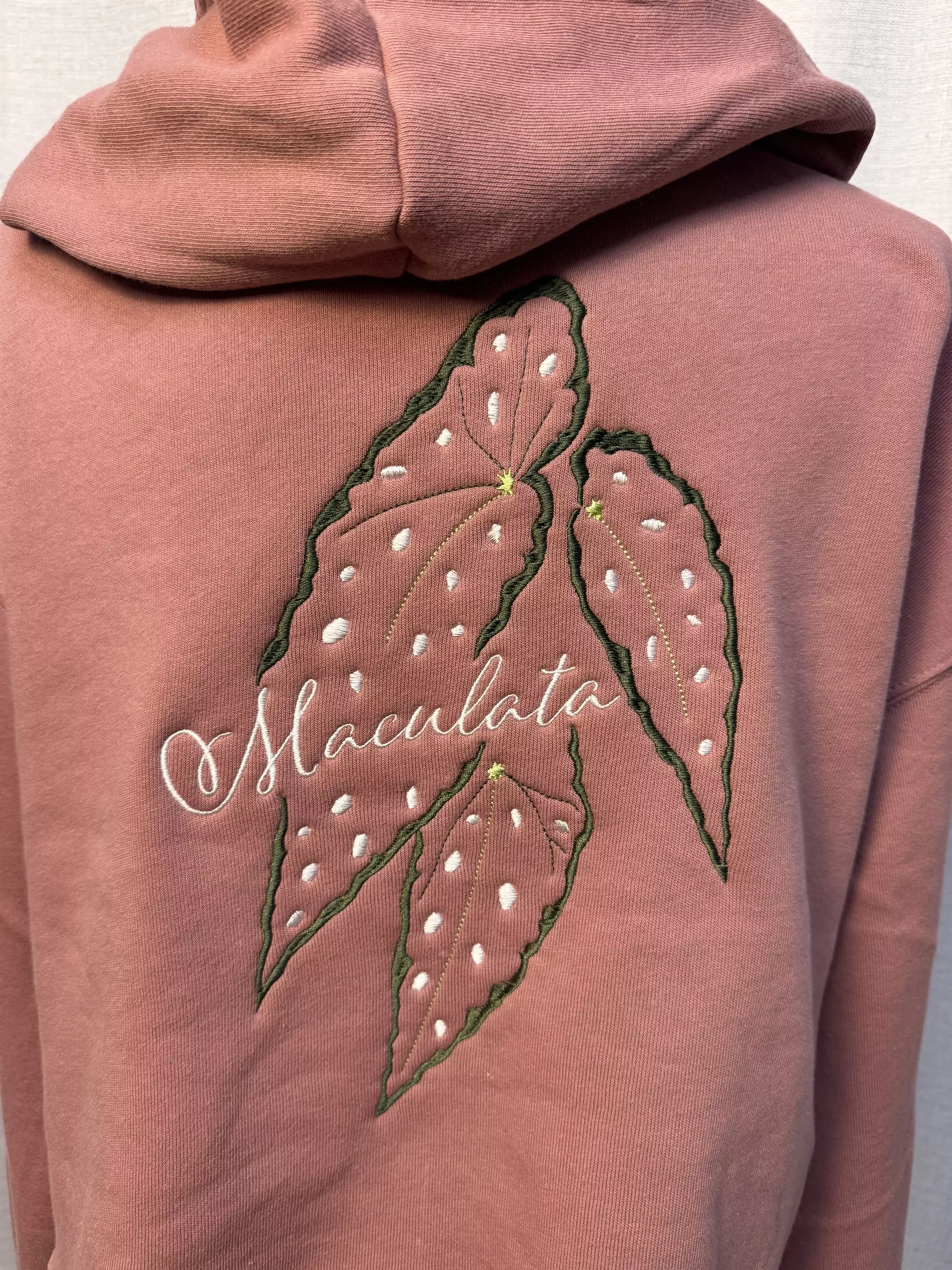 plant/New Release - Begonia Pink Maculata-0