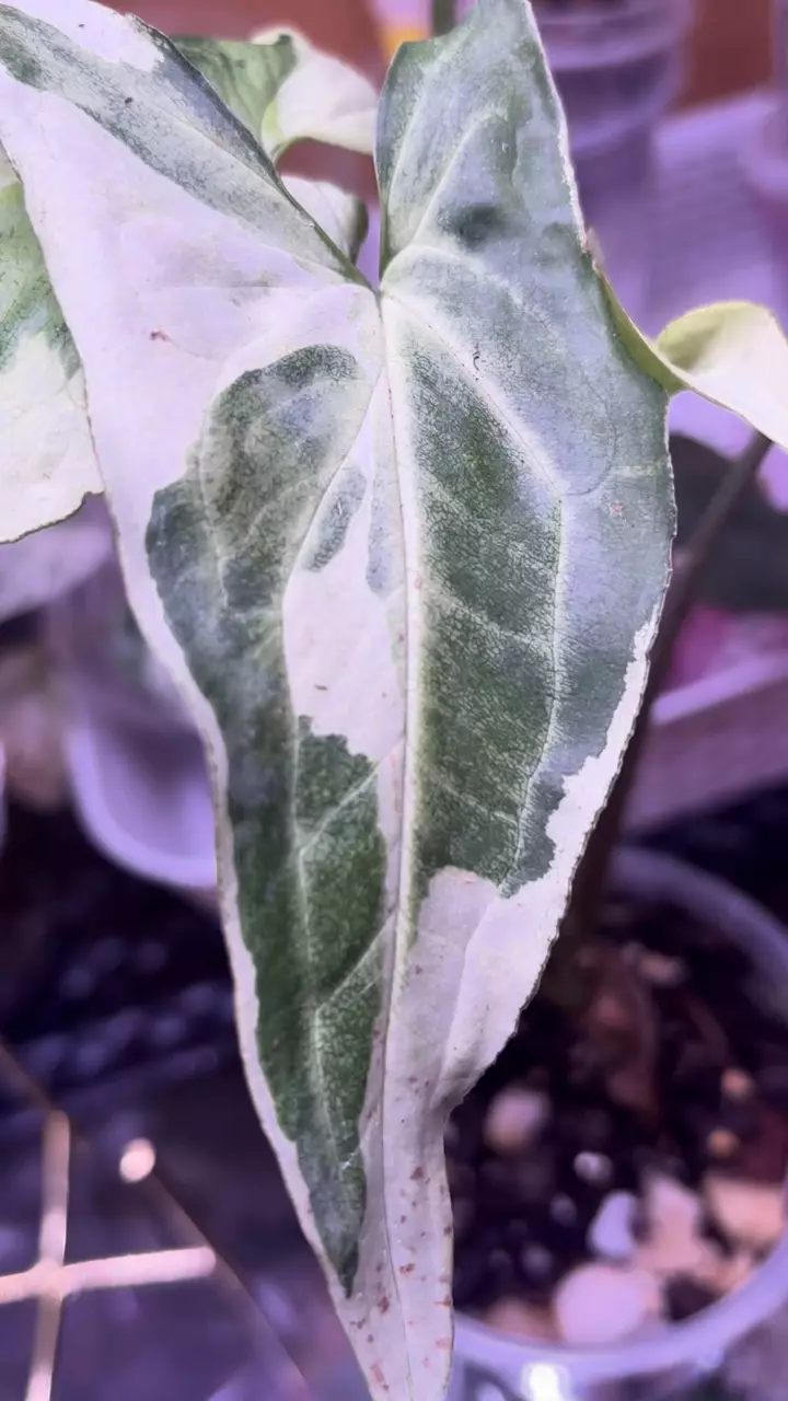 plant/Three of kings syngonium-1