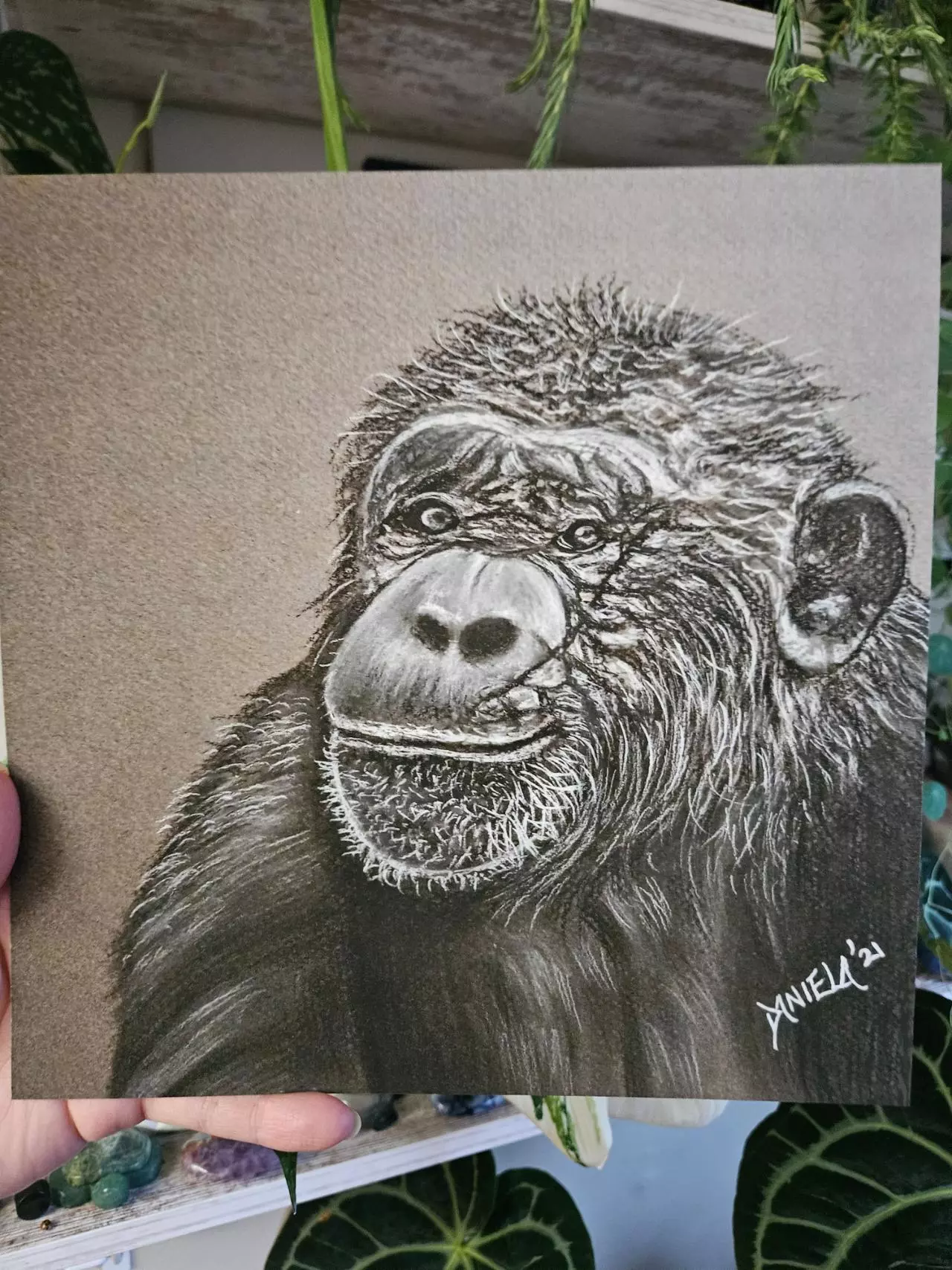 plant/10x10" chimp print-0
