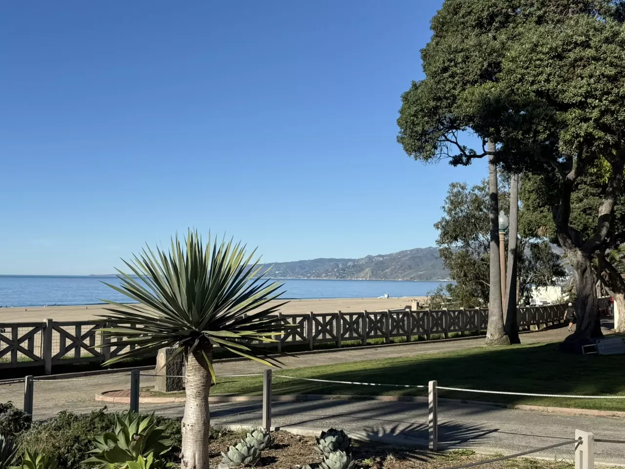 plant/TC - Philo veru GoG 3pc (BoGo) 6 plants total-0