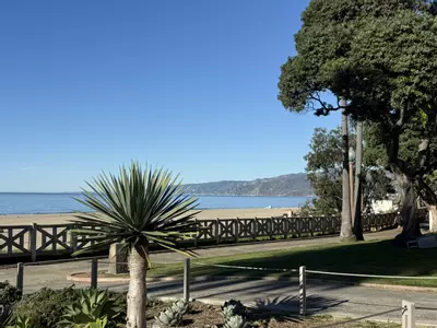 plant/TC - Philo veru GoG 3pc (BoGo) 6 plants total-0-thumbnail