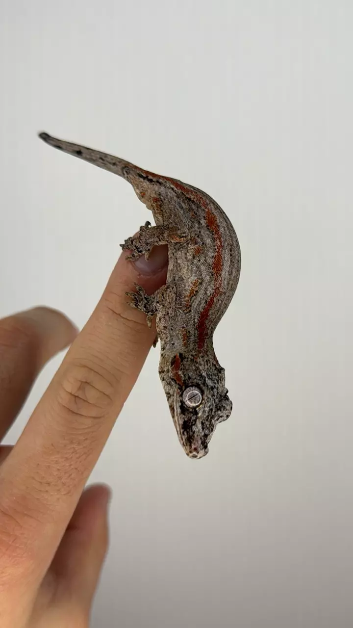 plant/Red striped gargoyle (male)-1