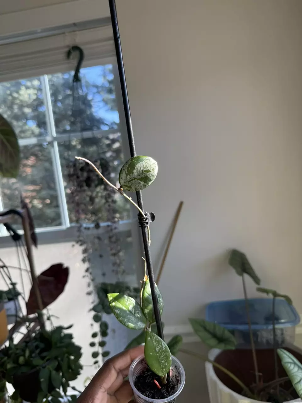 plant/Hoya Wilbur Graves-0