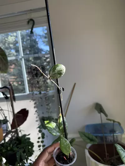 plant/Hoya Wilbur Graves-0-thumbnail