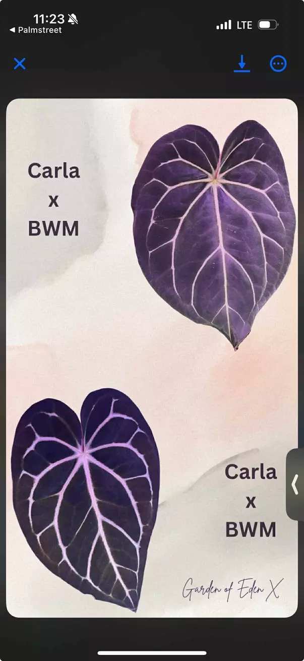 plant/0385. Carla 'District' x BWM f1-1