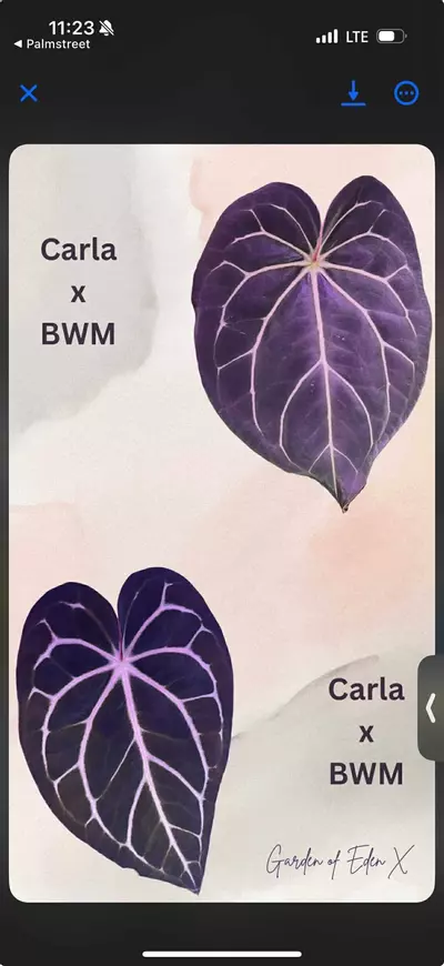 plant/0385. Carla 'District' x BWM f1-1-thumbnail