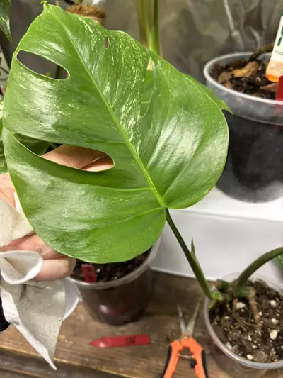 plant/Also monstera ( more white popping in new leaf! )-0-thumbnail