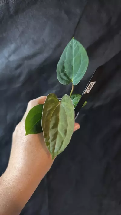 plant/0380. A+ pap x (carla x pap RL "CaRL")-0-thumbnail