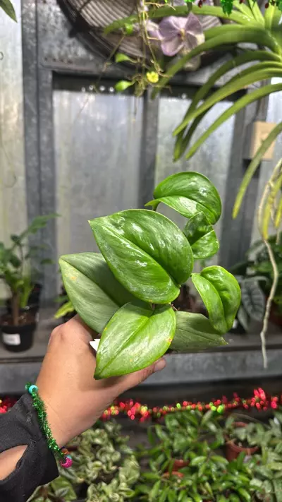 plant/567 Scindapsus Treubii Moonlight-0-thumbnail