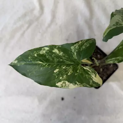 plant/Syngonium Aurea - Grower’s Choice-2-thumbnail