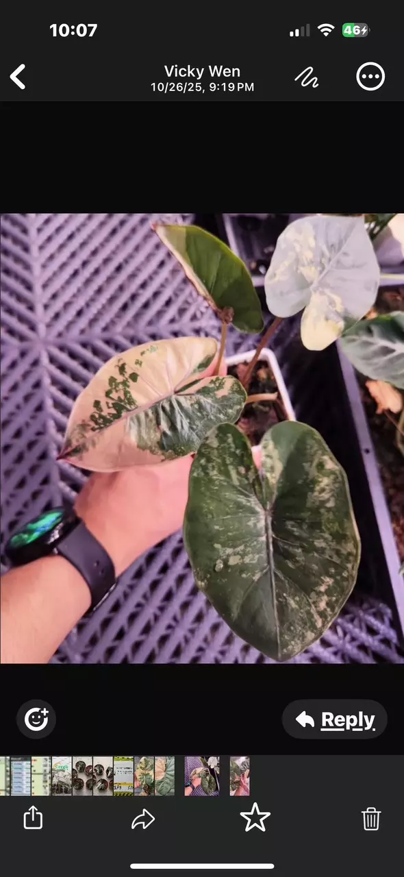 plant/Pink Yucatan Princess variegated tc gc-4