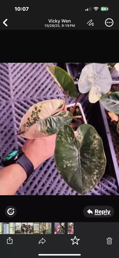 plant/Pink Yucatan Princess variegated tc gc-4-thumbnail