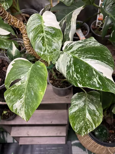 plant/Tiger albo monstera-0-thumbnail