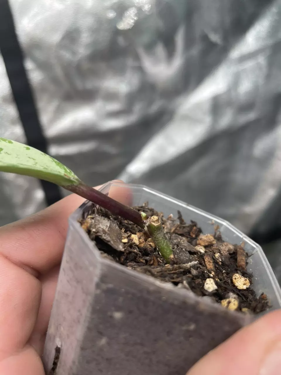 plant/Hoya Pubicalyx Pink Silver Ghost (2)-1