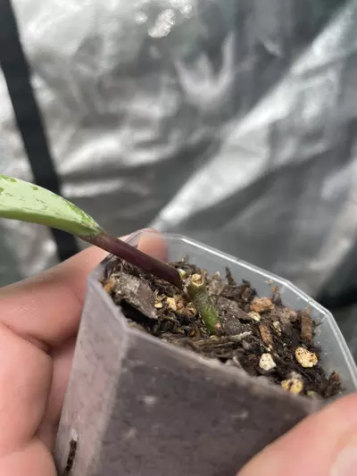 plant/Hoya Pubicalyx Pink Silver Ghost (2)-1-thumbnail