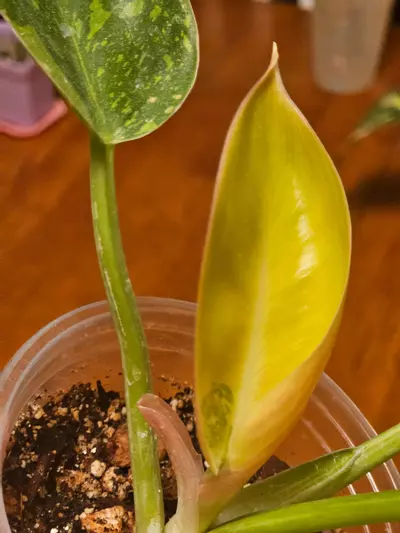 plant/V. Green Congo (Copper Flame)-2-thumbnail