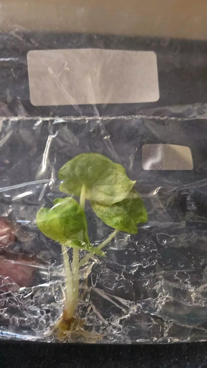 plant/Silver Dragon Aurea-1