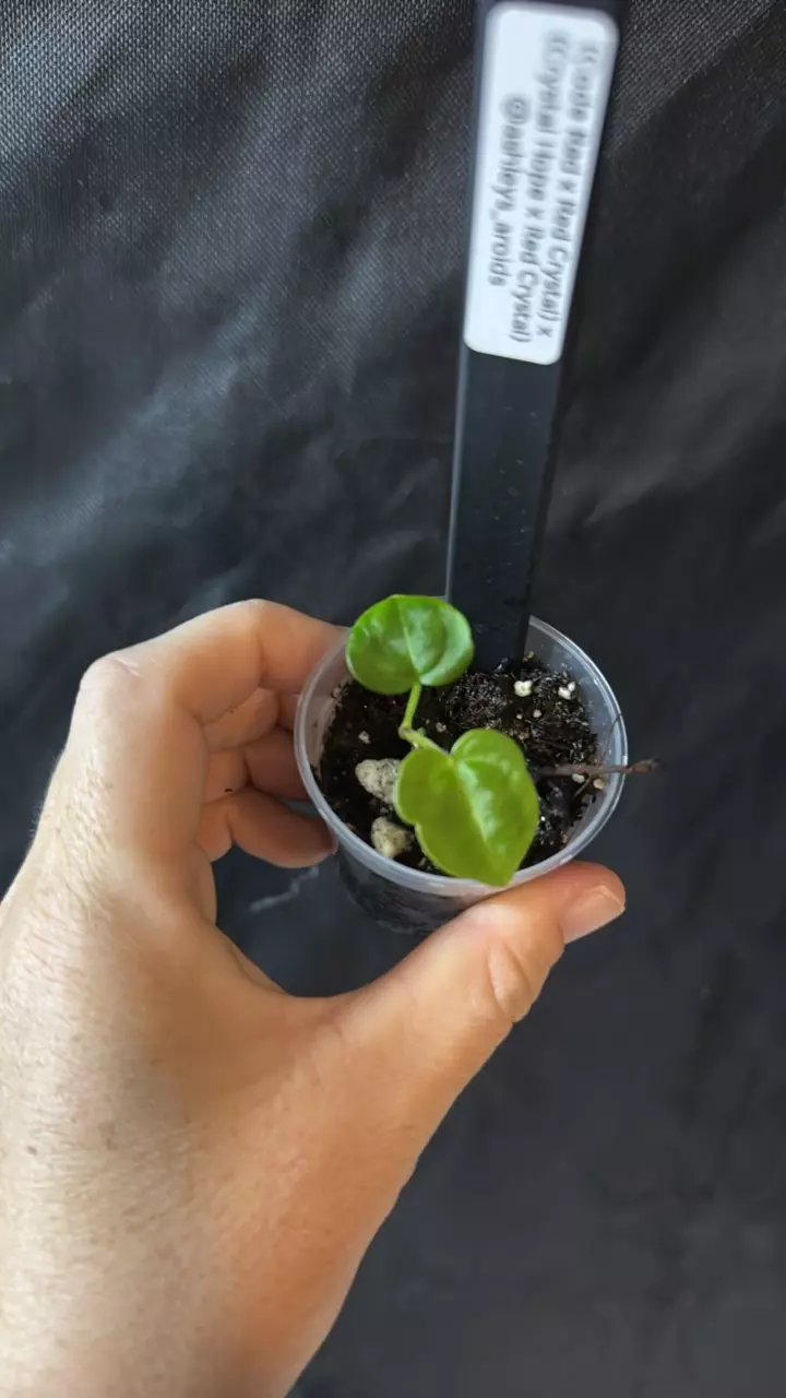 plant/0387. (Code Red x RC) x (Crystal Hope x RC)-0