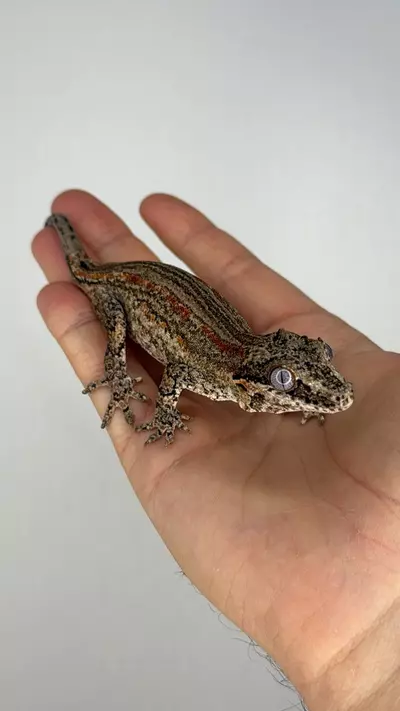 plant/Red striped gargoyle (male)-0-thumbnail