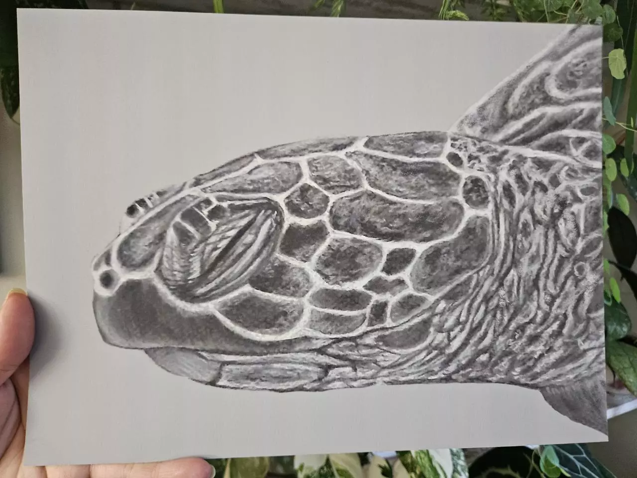 plant/9x12" seaturtle print-0