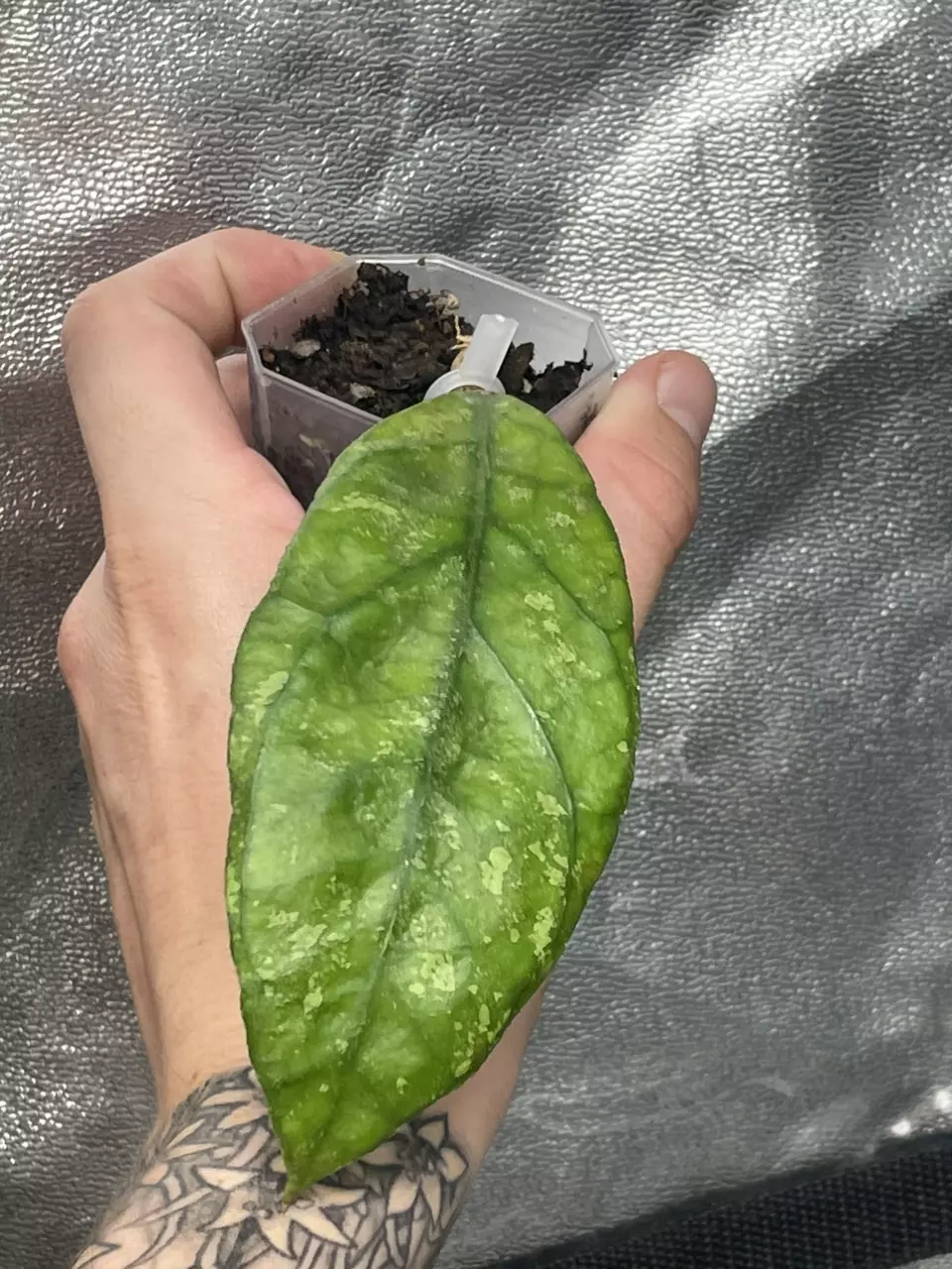 plant/Hoya Chicken Farm (2)-0