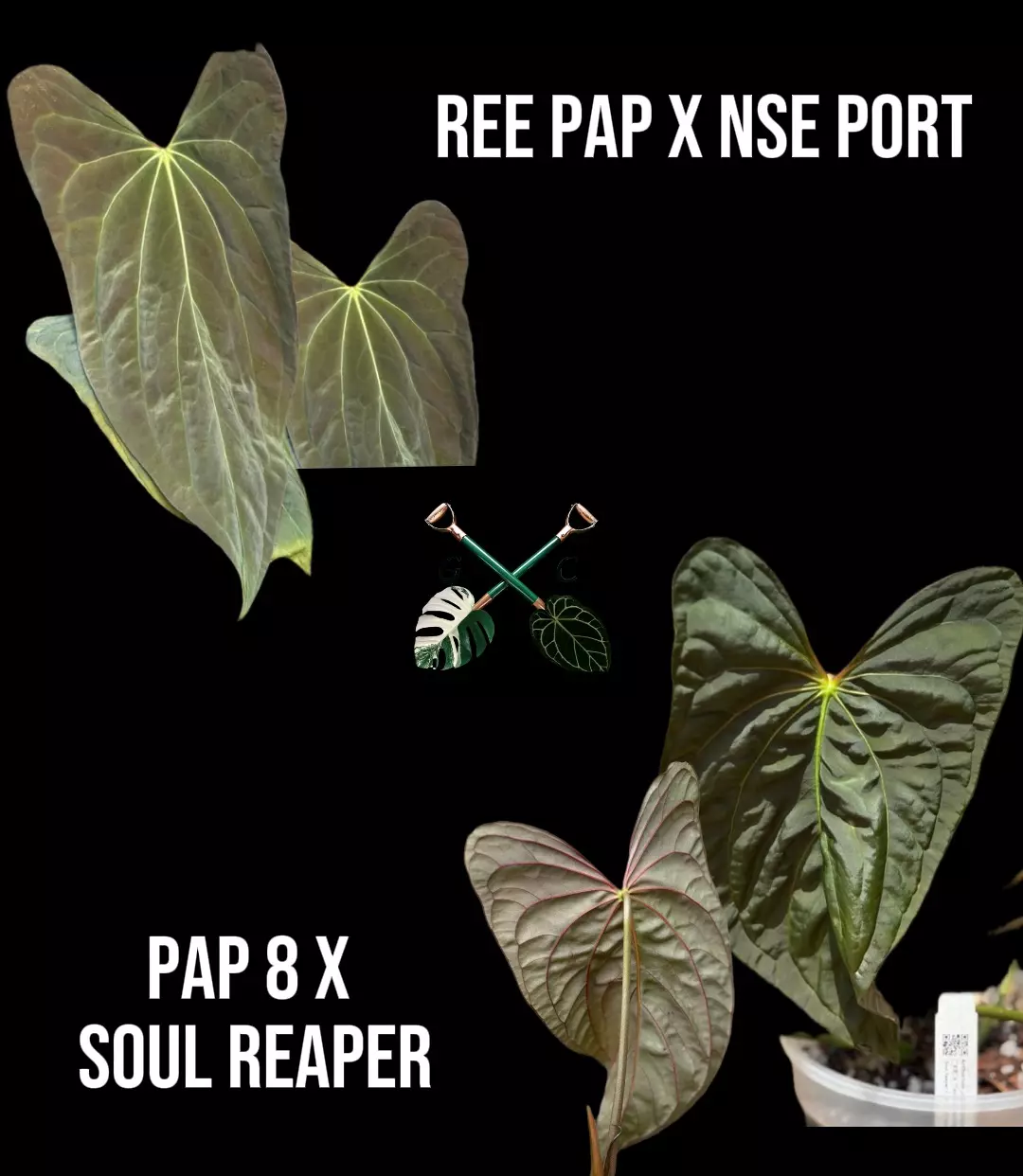 plant/Who’s Your Pap-py? Bundle-1