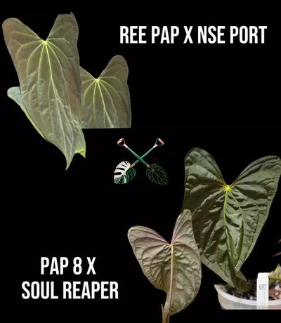 plant/Who’s Your Pap-py? Bundle-1-thumbnail