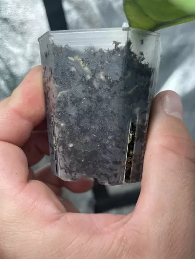 plant/Hoya Chicken Farm (2)-2-thumbnail