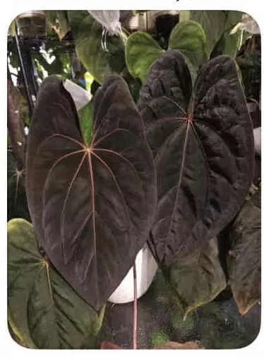 plant/0389. (RLFS x Dark Phoenix) x RVDP-1-thumbnail