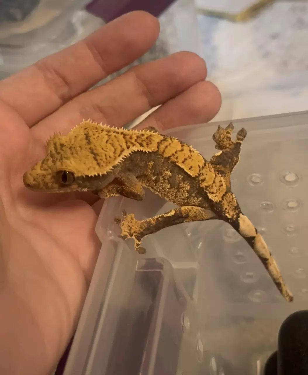 plant/Spaghetti - Tangerine Tri-Color-0