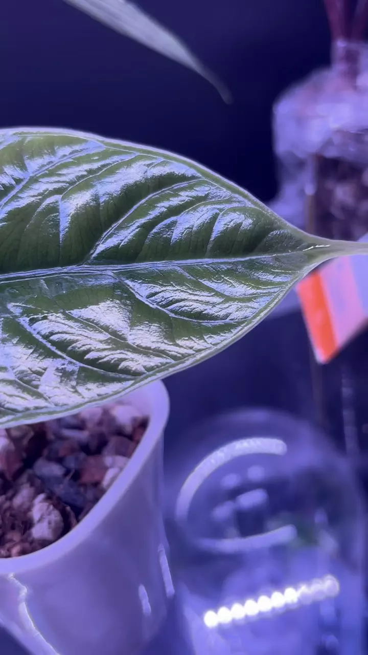 plant/Alocasia unicorn-1