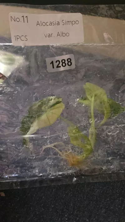 plant/Simpo Albo tissue culture-0-thumbnail