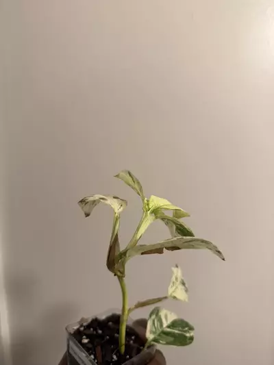 plant/Rhaphidophora Puberula Variegated-2-thumbnail