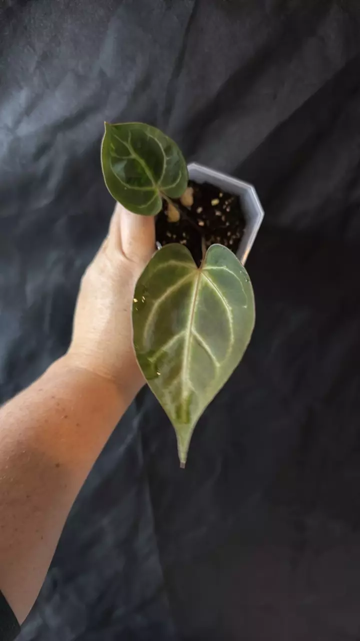 plant/0381. (Dark Crystal x mag) x Morticia-0