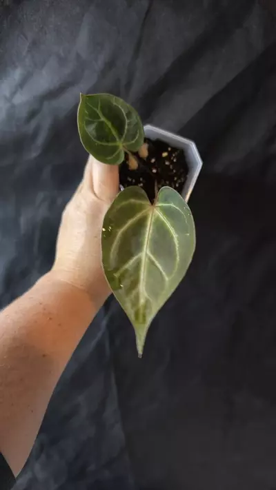 plant/0381. (Dark Crystal x mag) x Morticia-0-thumbnail