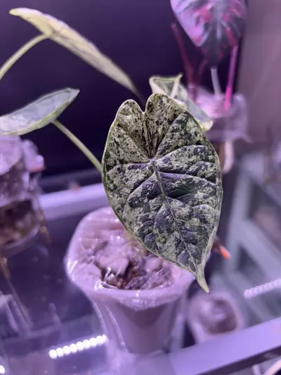 plant/Alocasia Dragon scale marble-1-thumbnail