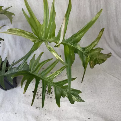 plant/Philodendron Florida Beauty x Tortum - Exact Plant-3-thumbnail