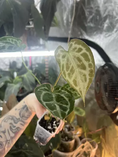 plant/Muchlis x Pap-0-thumbnail