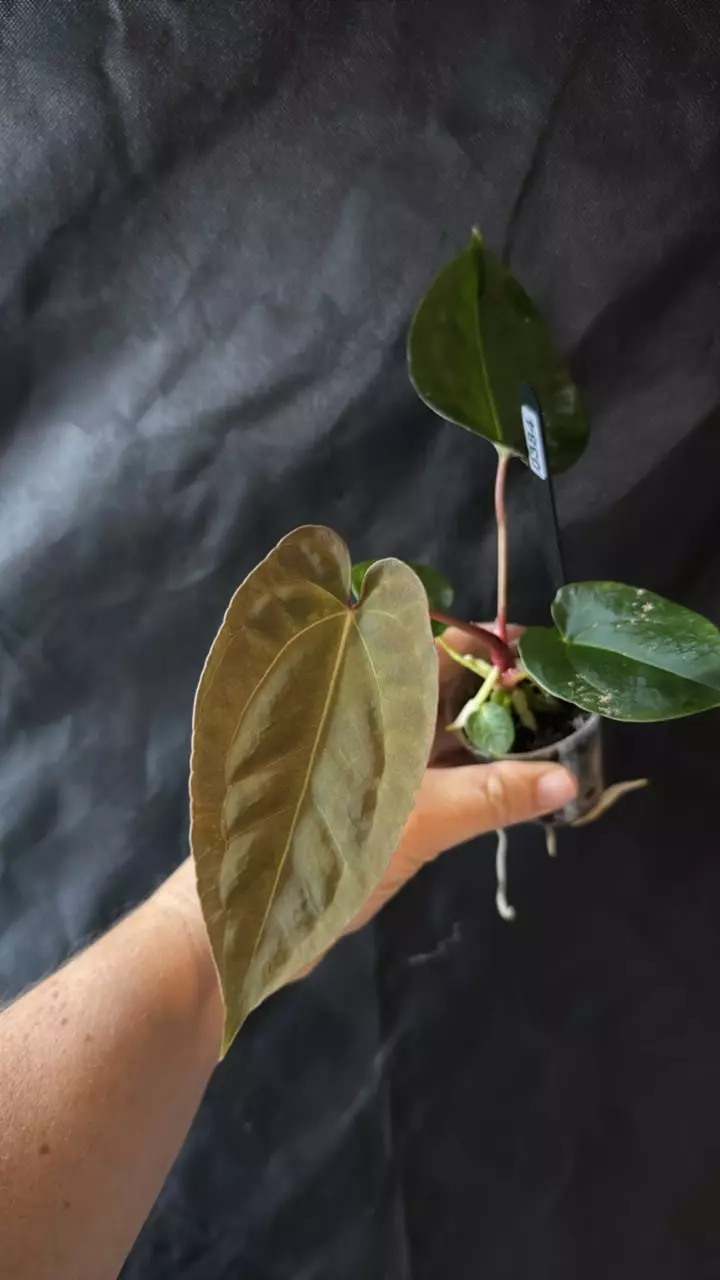 plant/0384. (Blue pap x Fort Sherman) x (Marshellini x Dadbod)-0