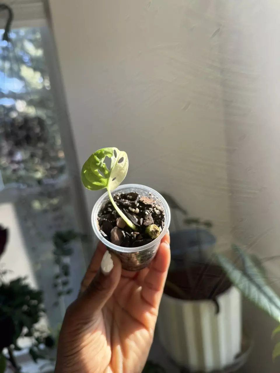 plant/Monstera Adansonii Albo-1