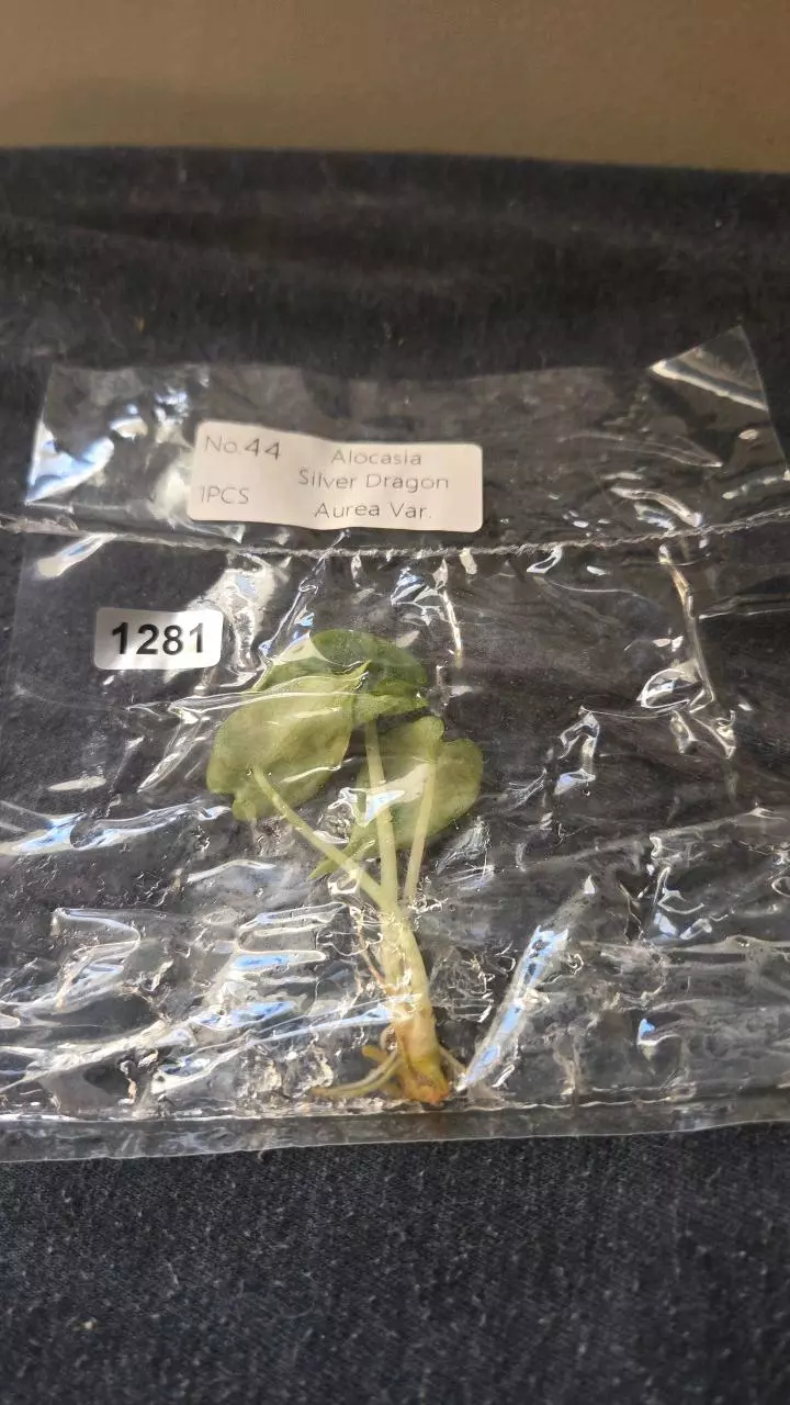 plant/Silver Dragon Aurea-0