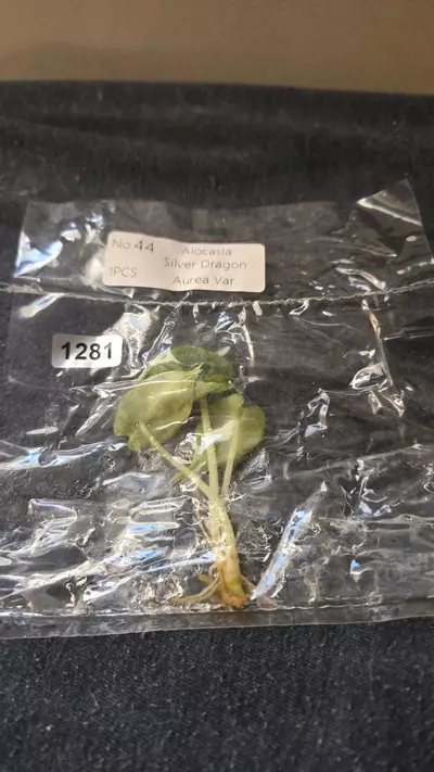 plant/Silver Dragon Aurea-0-thumbnail