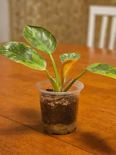 plant/V. Green Congo (Copper Flame)-3-thumbnail