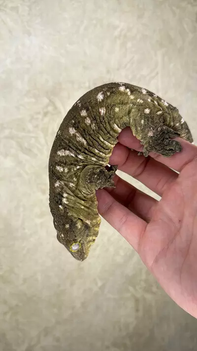 plant/Nu Ana x Nu Ami leachie (female)-2-thumbnail