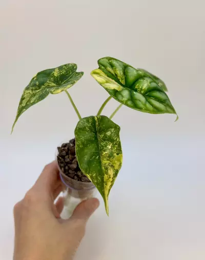 plant/AUREA DRAGON SCALE ALOCASIA - EXACT - F1-2-thumbnail