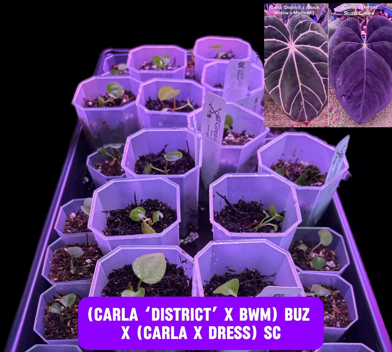 plant/Carla, Carla, Carla Seedling Bundle-1