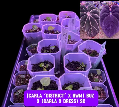 plant/Carla, Carla, Carla Seedling Bundle-1-thumbnail