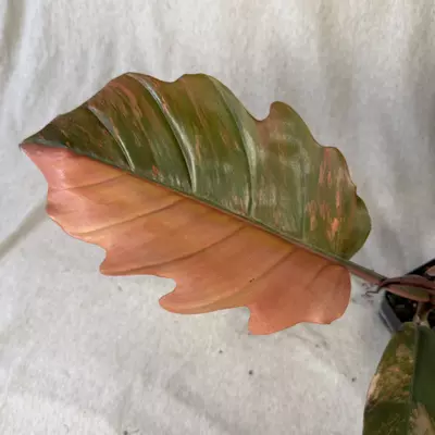 plant/Philodendron Caramel Marble - Exact Plant-0-thumbnail
