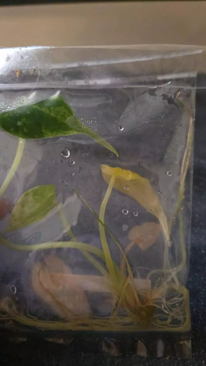 plant/Dragon scale mint-1