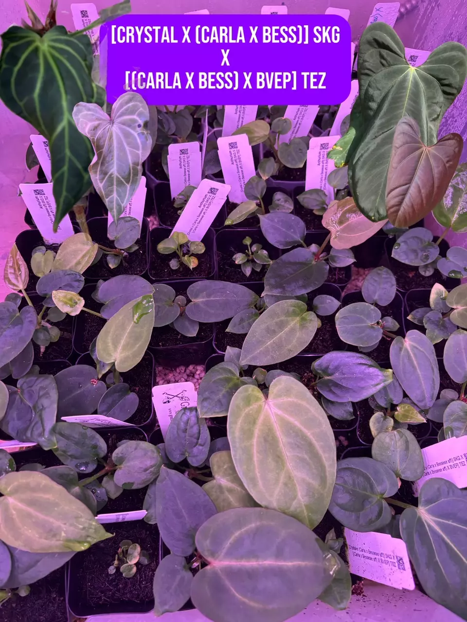 plant/Carla, Carla, Carla Seedling Bundle-2